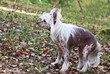 Chinese Crested Hairless dog in autumn park