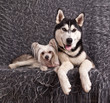 Chinese Crested Hairless dog and Siberian Husky on the gray background