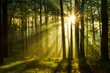 Fototapeta Dmuchawce - bardzo wczesny słoneczny poranek w lesie