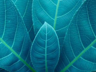 blue leaf texture, spring background