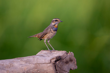 Bluethroat bird standing on a log, the neck has an orange stripe, blue stripe and alternating black stripes down to the chest with the background is a field.