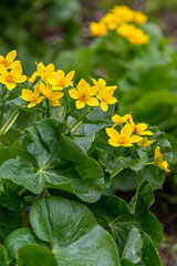 Wall Mural - Yellow Marsh Flowers