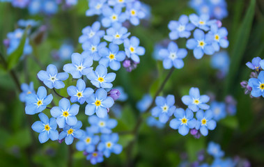 Blue forget me not flowers blooming on green background (Forget-me-nots, Myosotis sylvatica, Myosotis scorpioides).  Spring blossom background. Closeup, low key