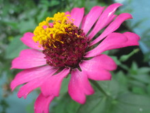 Close-up Of Pink Coneflower Blooming Outdoors