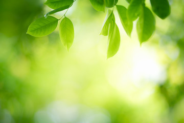 Nature of green leaf in garden at summer. Natural green leaves plants using as spring background cover page greenery environment ecology wallpaper