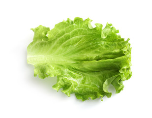 Wall Mural - Green oak lettuce isolated on white background