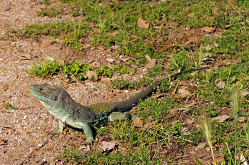 Canvas Print - Perleidechse (Timon lepidus), Extremadura, Spanien - Ocellated Lizard from Extremadura, Spain