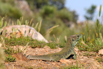 Canvas Print - männliche Perleidechse (Timon lepidus), Extremadura, Spanien - Ocellated Lizard, male from Extremadura, Spain