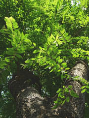 tree with green leaf spring