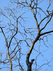 Sticker - dry tree with bare branch against blue sky