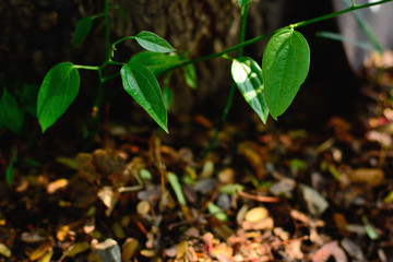 Tiliacora triandra green leaves pattern.