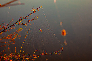 cobweb with spider in the middle of blurred natural background , sunlit