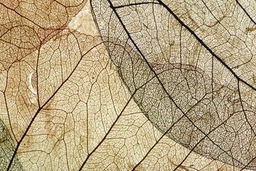 Leaves close up background. Dry in old leaves with a micro pattern on a light, decorative background. Nature, botany, biology and science concept.