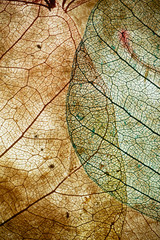 Leaves close up background. Dry in old leaves with a micro pattern on a light, decorative background. Nature, botany, biology and science concept.