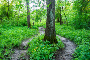 SOGreen forest with bright foliage in summer