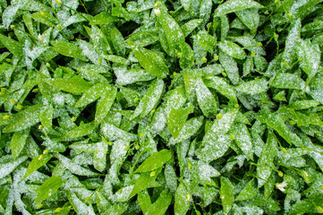 Green plants leaves under snow up closeup