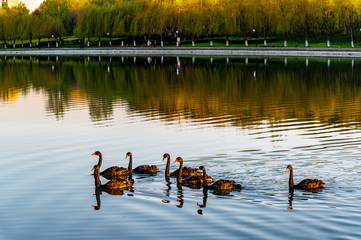 Wall Mural - Black swan swimming landscape on the lake of Changchun Friendship Park, China