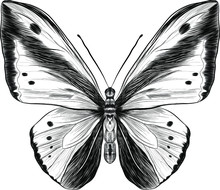Morpho Butterfly Black And White Coloring
