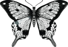 Morpho Butterfly Black And White Coloring