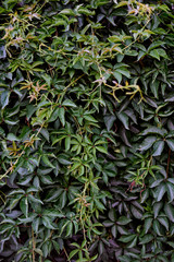 beautiful wall of wild green grape leaves, backgrounds, textures