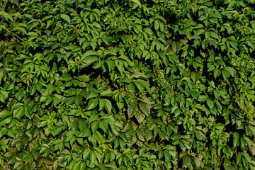 beautiful wall of wild green grape leaves, backgrounds, textures