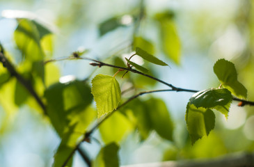 green birch leaves on a branch