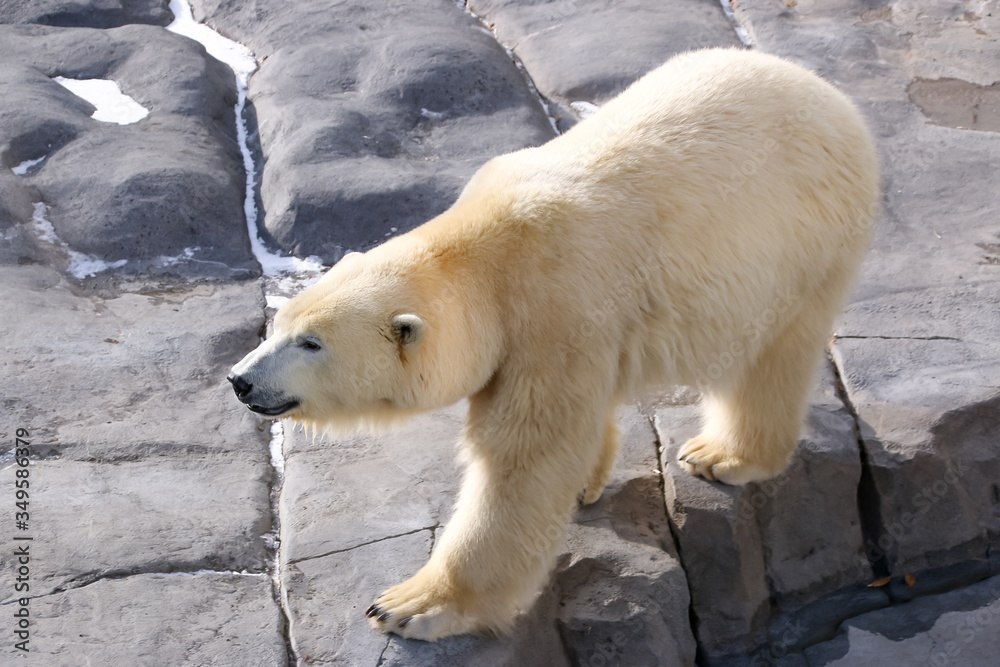 くま、動物園、動物、熊、ホッキョクグマ、北極熊、北極、ZOO