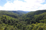 Fototapeta Las - View across the Rainforest