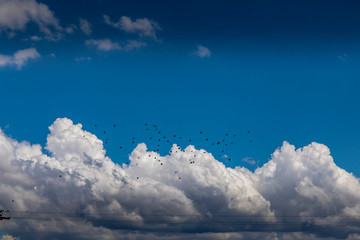 Cumulus cloudscape with a swarm of birds flying over New South Wales, Australia at a cloudy and stormy day in summer.