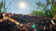Close Up Ants. Macro. Fiery Ant Colony Of Insects Or Red Wood Ants Moving On The Nest On A Beautiful Sunny Summer Day. A Large Colony Of Ants. Anthill 4k Stock Footage 