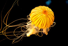 Close-up Of Yellow Jellyfish In Aquarium