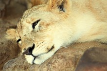 Close-up Of Lion Cub Relaxing On Rock
