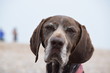 Day at the Beach - German Shorthaired Pointer