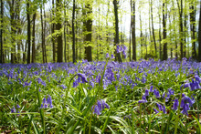 Beautiful Hyacinths In A Forest On A Sunny Day