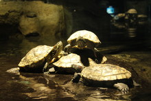 Close-up Of Turtles