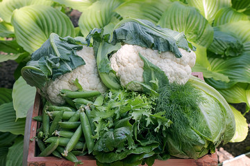 Wall Mural - Plenty of fresh green vegetables in the garden