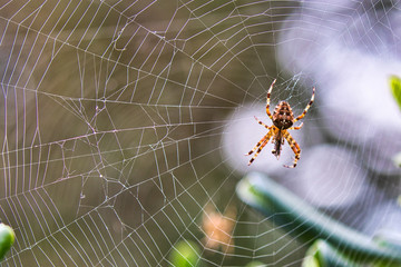 spider on web