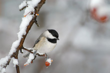 Carolina Chickadee (Poecile Carolinensis) In Snowstorm;  Maryland