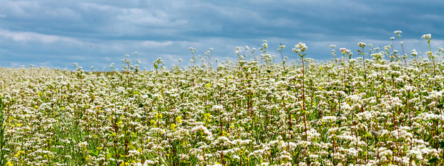 Wall Mural - Rural landscape - blooming buckwheat field under the summer sky, banner