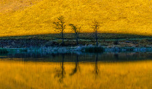 Three Trees With Water Reflection Next To A Dam In The Drakensberg South Africa