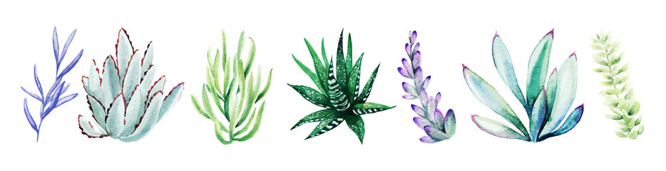 Wall Mural - Watercolor set of bright hand drawn succulents