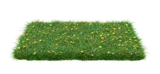 a square patch of grass full of dandelions and blue speedwell flowers, isolated on white background.