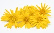 fiori gialli petali arnica margherite composizione 