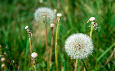 dandelions on a green meadow in the grass