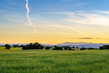 Wall Mural - landscape of fields with wheat green grass with threes and bushes under sunset with mountains in background