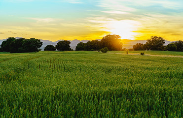 Wall Mural - sunset landscape with threes and bushes and mountains in background