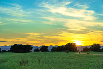 Wall Mural - sunset landscape with threes and bushes and mountains in background