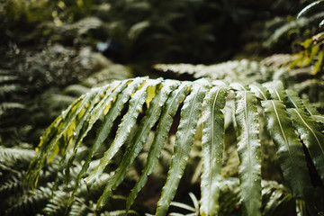 Wall Mural - photo of the wild nature of a forest