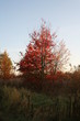 Drzewo w barwach jesieni.