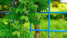 A Trumpet Creeper Growing On A Blue Fence.